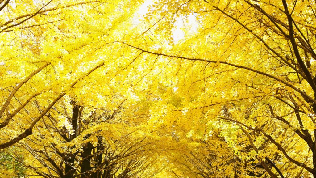 不登校の我が子と秋の散歩をする時の銀杏並木の写真