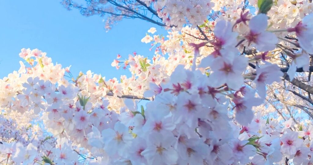 不登校の息子とみた満開の桜の写真